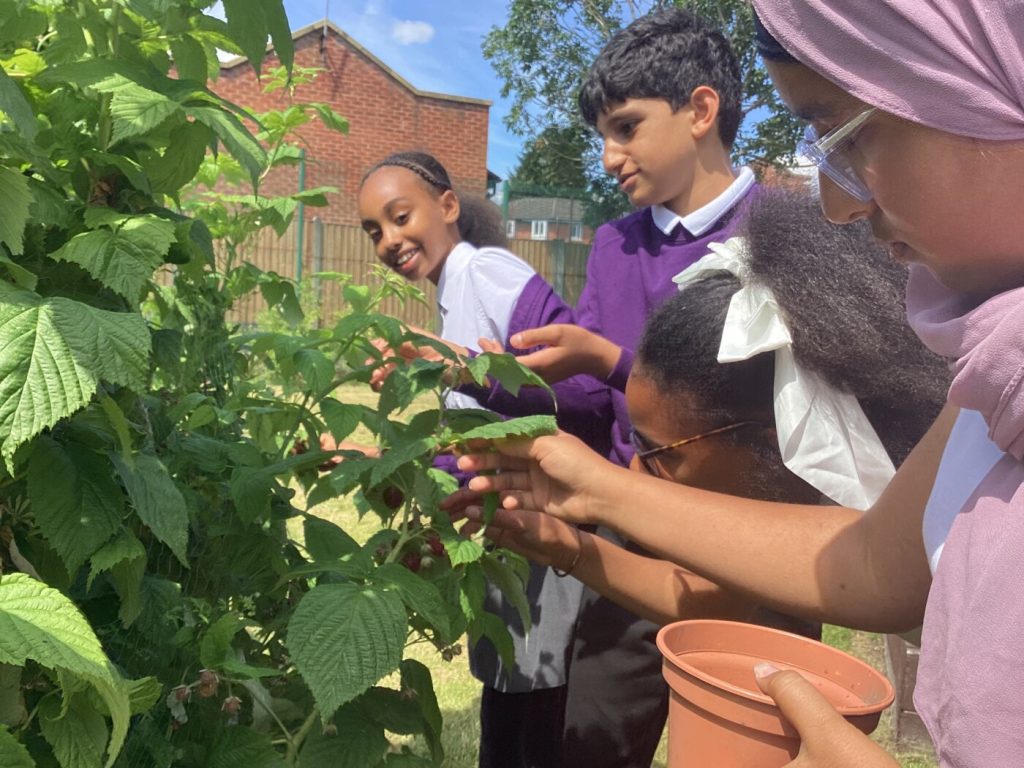 Primary children in purple and white school uniforms picking raspberries